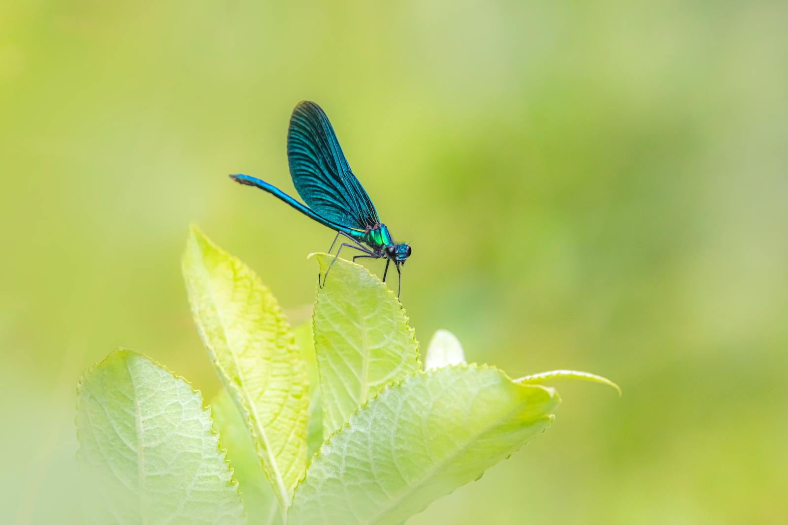 RSA维纳共计脚本